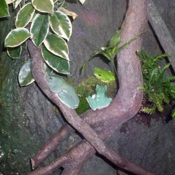 <b>Rainforest Green Frogs in New York City Display</b>