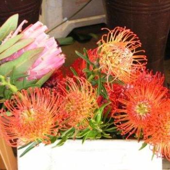 <b>Flowers</b>