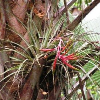 <b>Airplant</b>