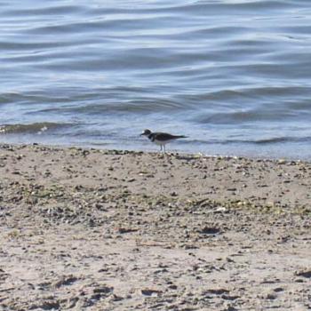 <b>Water Bird on Lake Ontario, New York</b>