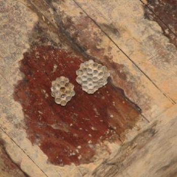 <b>paper wasp nests Kate/Sydney</b>