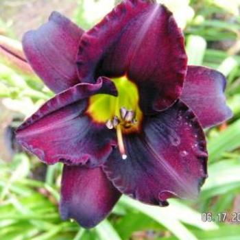 <b>Daylily</b>