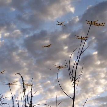 <b>Dragonflies signify the coming of the dry season in Darwin.</b>