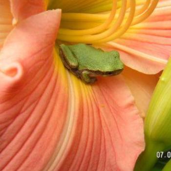 <b>Frog trying to hide</b>