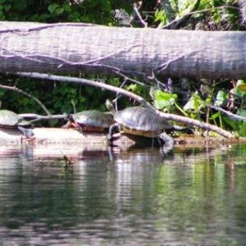 <b>Turtles</b>