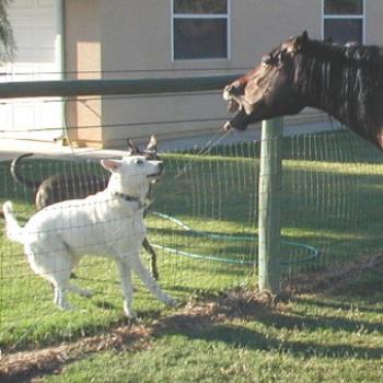 <b>Chatting over the fence</b>