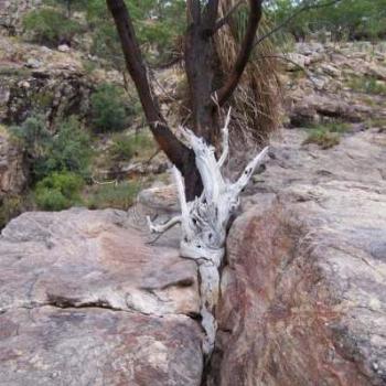 <b>Kakadu - full of hidden treasures. Life in a crevice. This tree gave it a good try.</b> <b>Kakadu - full of hidden treasures. Life in a crevice. This tree gave it a good try.</b>