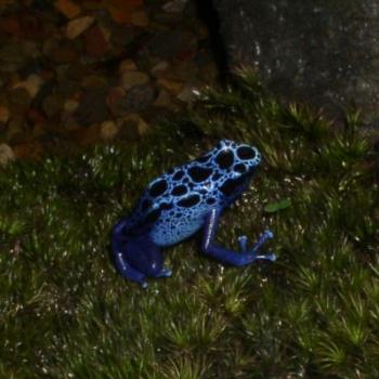 <b>Rainforest Blue Frog in New York City Display</b>