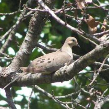 <b>Dove  Sue/OK</b>