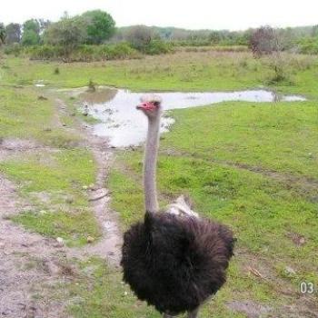 <b>Ostrich</b>