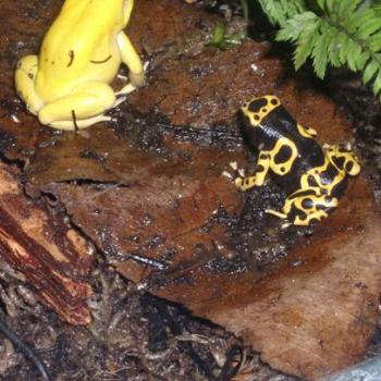 <b>Rainforest Yellow Frogs in New York City Display</b>