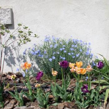 <b>Utah Spring Flowers</b>