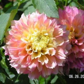 <b>Dahlia Sue/OK</b>