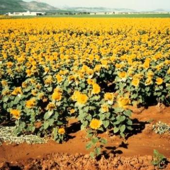 <b>Sunflowers</b>