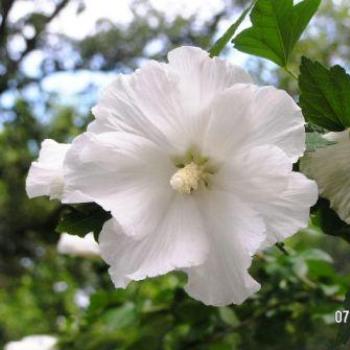 <b>Rose of Sharon</b>
