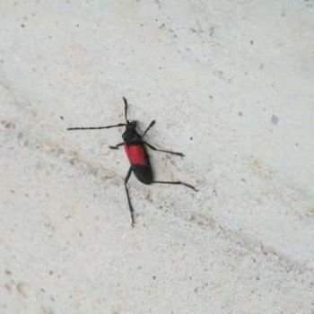 <b>Bug</b>