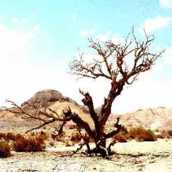 <b>desert scene</b>