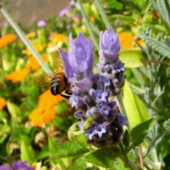 <b>lavender & bee  Bar Pt  Kate/Sydney</b>