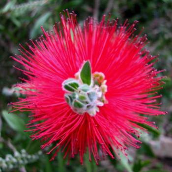 <b>Melaleuca Bar Pt Kate/Sydney</b>