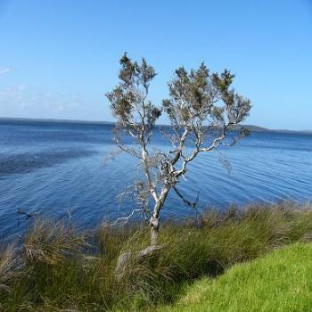 <b>Paper bark tree on edge of lagoon near Albany (Anne)</b>