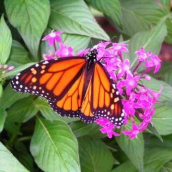 <b>Butterfly, Monarch I believe</b>