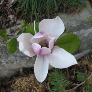 <b>magnolia Kate/Sydney</b>