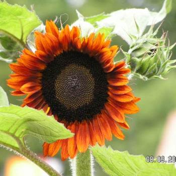 <b>Sunflower</b>