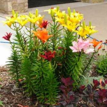 <b>Oriental Lilys</b>