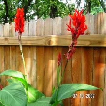 <b>Cana Lily</b>