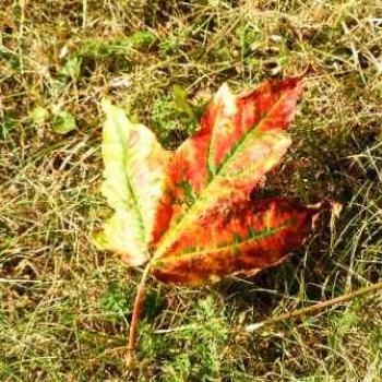 <b>Fall is coming   Sue/OK</b>