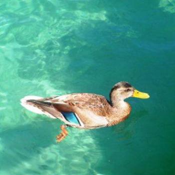 <b>Mallard Duck  Sue/OK</b>