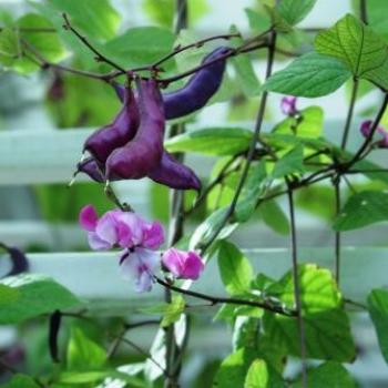 <b>Purple Bean</b>