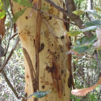 <b>Scribbly Gum @ Ku-ring-gai Wildflower Garden</b>