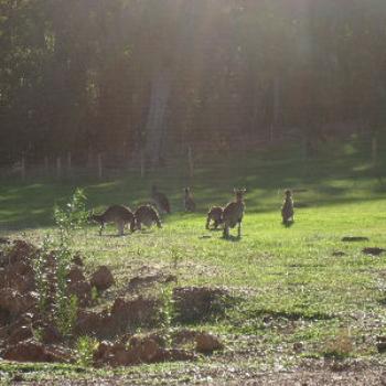 <b>Kangaroos in Jarrahdale (Rolanda/Perth)</b>