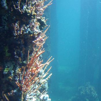 <b>Busselton Jetty - diving for aquaphobes</b>