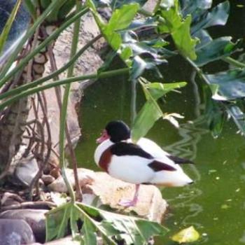 <b>Colorful Duck, Moody Gardens, Galveston Texas Sue/OK</b>