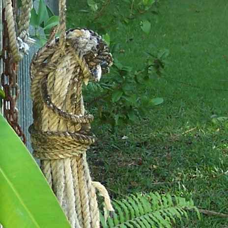 <b>Can you see the lizard?</b>