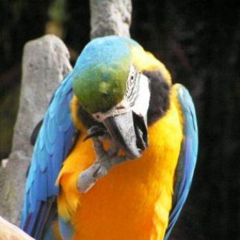 <b>Blue & Gold Macaw, Moody Gardens, Galveston Texas Sue/OK</b>