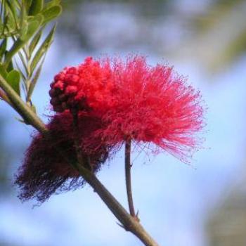 <b>Unkown Flower, Moody Gardens, Galveston Texas Sue/OK</b>