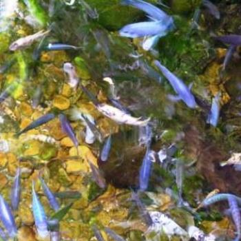 <b>African Cichlids, Moody Gardens, Galveston Texas  Sue/OK</b>