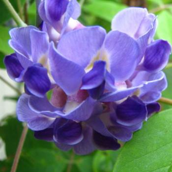 <b>wisteria Kate/Sydney</b>