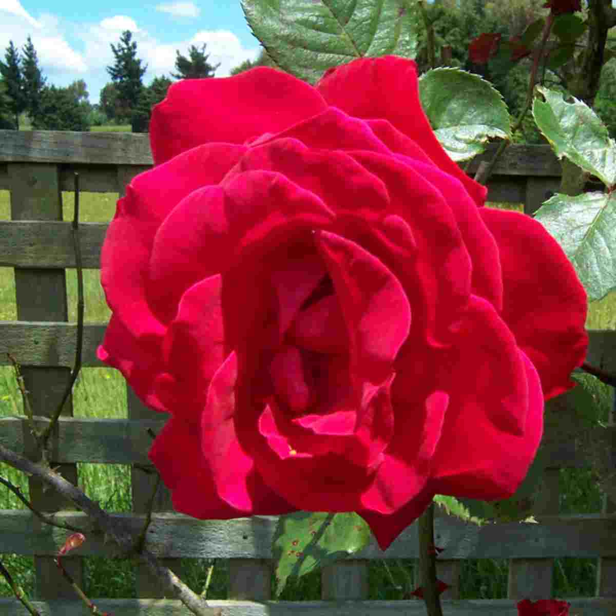 <b>A Beautiful Rose!</b>
