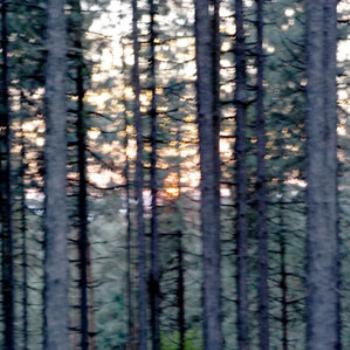 <b>sunset through trees</b>