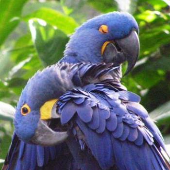 <b>Hyacinth Macaw, Moody Gardens, Galveston Texas Sue/OK</b>