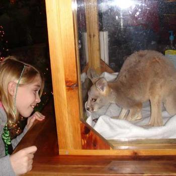 <b>Baby kangaroo at Kalahari in Wi Dells</b>