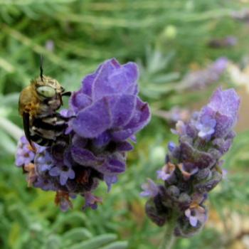 <b>Blue Banded Bee Sydney Kate/Sydney</b>