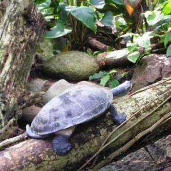 <b>Turtle, Moody Gardens, Galveston Texas Sue/OK</b>
