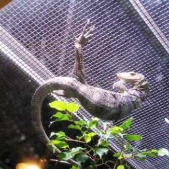 <b>Gray's Monitor, Moody Gardens, Galveston Texas Sue/OK</b>
