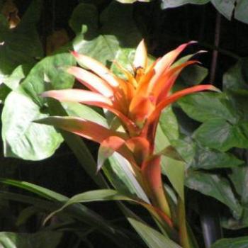 <b>Orange Bromeliad, Moody Gardens, Galveston Texas Sue/OK</b>