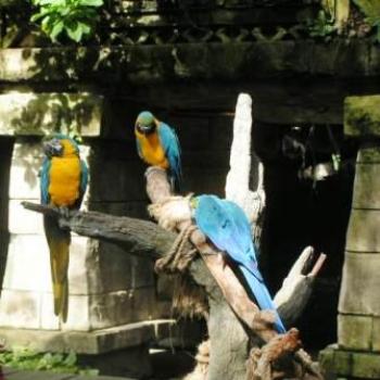 <b>Three Blue & Gold Macaw, Moody Gardens, Galveston Texas Sue/OK</b> <b>Three Blue & Gold Macaw, Moody Gardens, Galveston Texas Sue/OK</b>